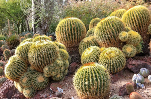 Echinocactus grusonii 'Golden Barrel Cactus'