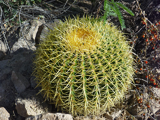 Echinocactus grusonii 'Golden Barrel Cactus'