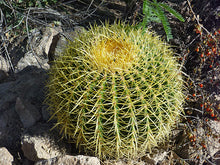 Load image into Gallery viewer, Echinocactus grusonii &#39;Golden Barrel Cactus&#39;
