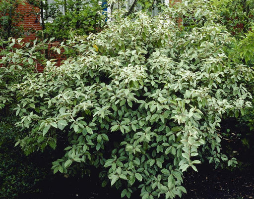 Elaeagnus ebbingei