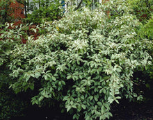 Load image into Gallery viewer, Elaeagnus ebbingei
