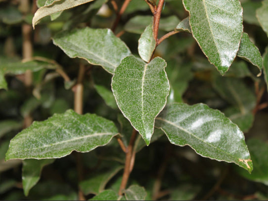Elaeagnus ebbingei