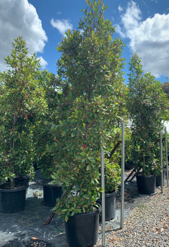 Elaeocarpus reticulatus Blueberry Ash