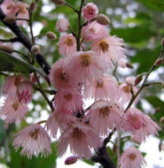Elaeocarpus reticulatus Pink Form