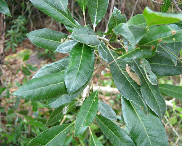 Elaeocarpus reticulatus Prima Donna