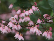 Elaeocarpus reticulatus Prima Donna