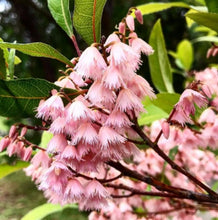 Load image into Gallery viewer, Elaeocarpus reticulatus Prima Donna
