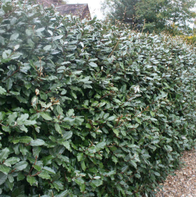 Elaeagnus x. ebbingei