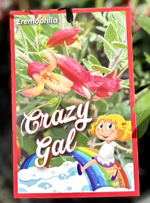 Eremophila Crazy Gal
