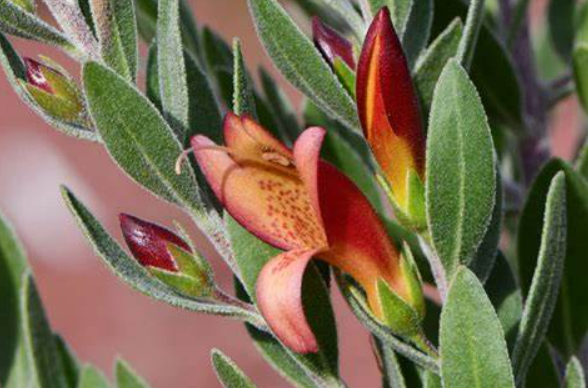 Eremophila Crazy Gal