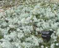 Eremophila glabra Kalbarri Carpet