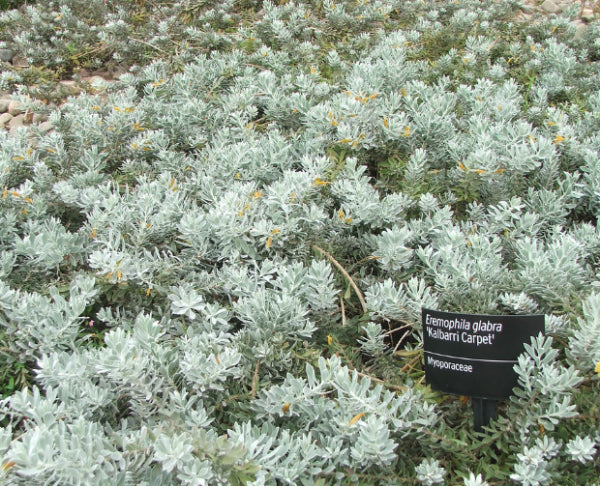 Eremophila glabra Kalbarri Carpet