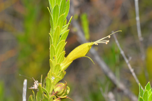 Eremophila glabra Lime Gold
