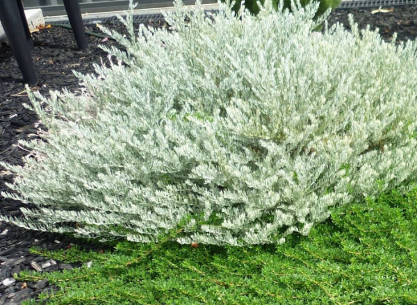 Eremophila glabra Silver Ball