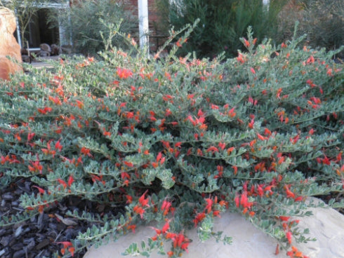 Eremophila glabra Red Desert