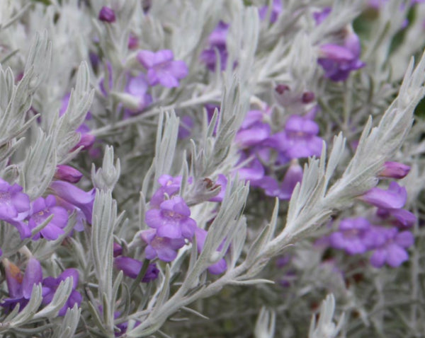 Eremophila nivea Gubburra Bells