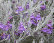 Eremophila nivea Gubburra Bells