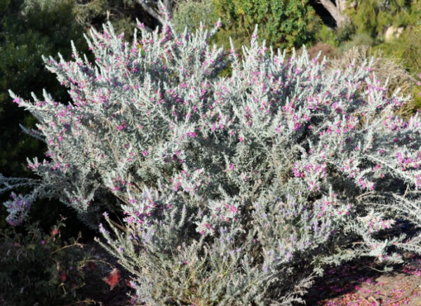 Eremophila glabra x nivea Pink Pantha