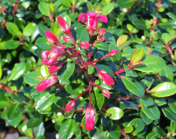 Escallonia macrantha Pink Pixie