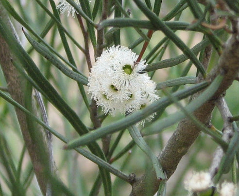 Eucalyptus angustissima