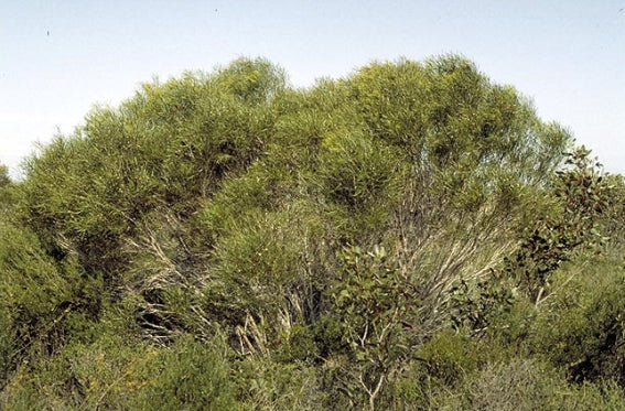 Eucalyptus angustissima