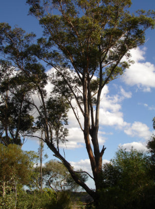 Eucalyptus botryoides