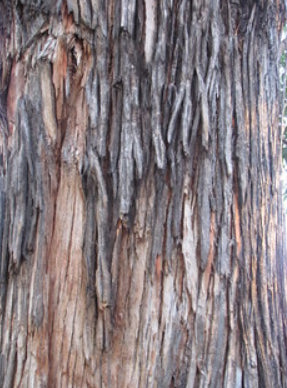 Eucalyptus botryoides