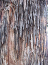 Load image into Gallery viewer, Eucalyptus botryoides
