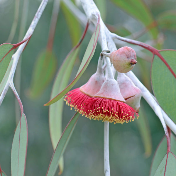 Eucalyptus caesia Silver Princess