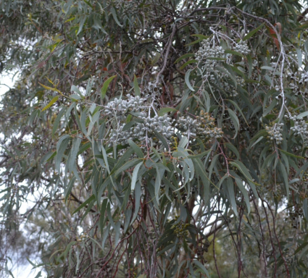 Eucalyptus campaspe