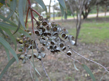 Load image into Gallery viewer, Eucalyptus campaspe
