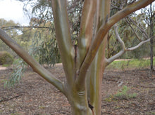 Load image into Gallery viewer, Eucalyptus campaspe
