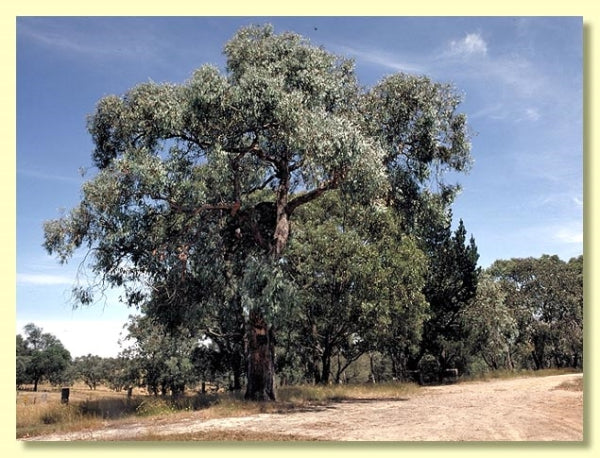 Eucalyptus cephalocarpa 'Mealy Stringybark'