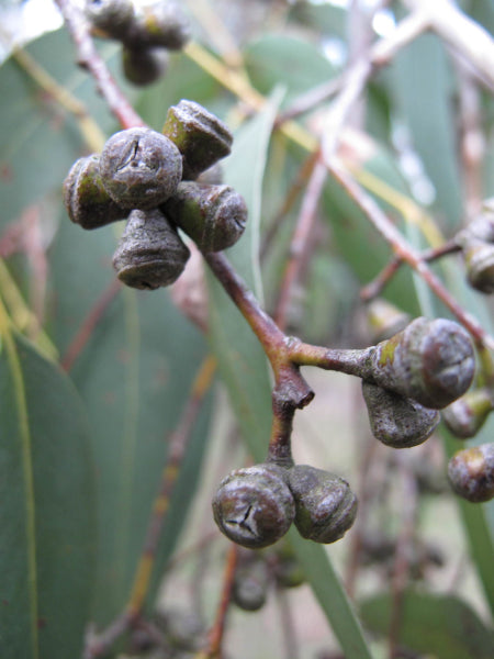 Eucalyptus cephalocarpa Mealy Stringybark