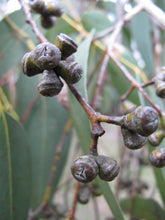 Load image into Gallery viewer, Eucalyptus cephalocarpa &#39;Mealy Stringybark&#39;
