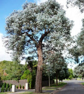 Eucalyptus cinerea Silver Dollar