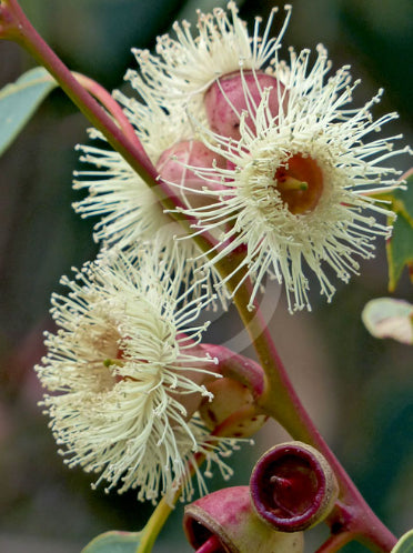 Eucalyptus cosmophylla