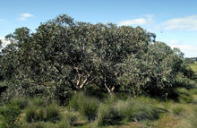 Load image into Gallery viewer, Eucalyptus cosmophylla
