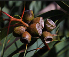 Load image into Gallery viewer, Eucalyptus cosmophylla
