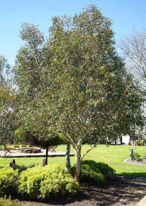 Eucalyptus gregsoniana Wolgan Snow Gum