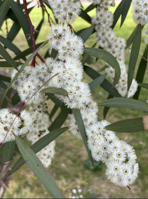 Eucalyptus gregsoniana Wolgan Snow Gum