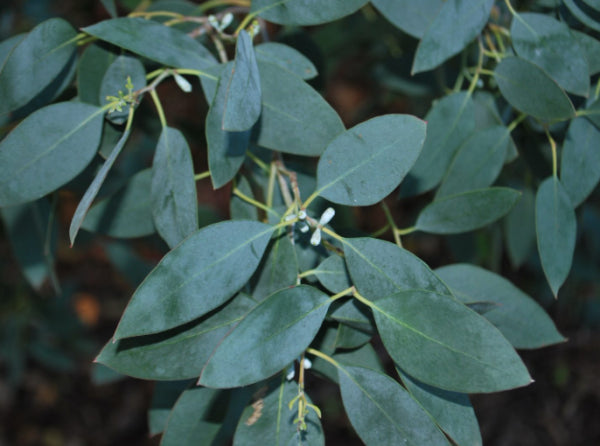 Eucalyptus gunnii