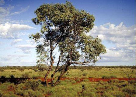 Eucalyptus kingsmillii