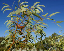 Load image into Gallery viewer, Eucalyptus kingsmillii
