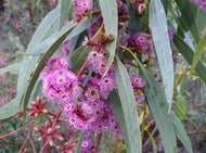Eucalyptus Purple Patch