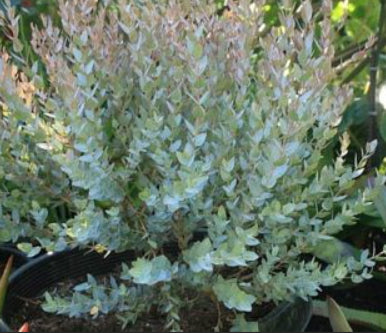 Eucalyptus latens Moon Lagoon