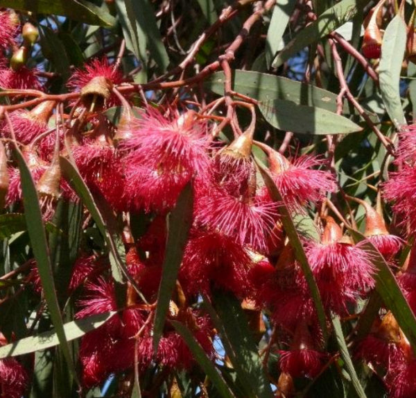 Eucalyptus leucoylon Euky Dwarf