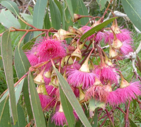 Eucalyptus leucoxylon Megalocarpa Red Flowering Yellow Gum