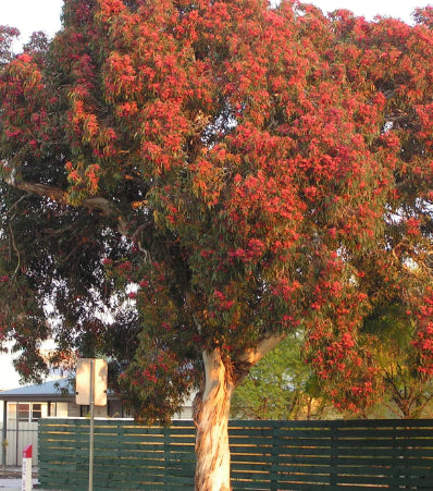 Eucalyptus leucoxylon Megalocarpa Red Flowering Yellow Gum