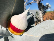 Eucalyptus macrocarpa 'The Rose of the West'